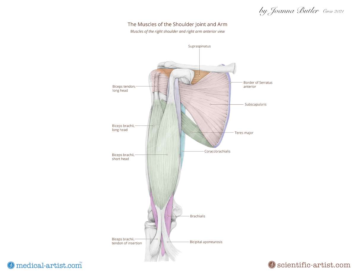 Anatomy of the shoulder in pencil by Joanna Butler, Image 1.