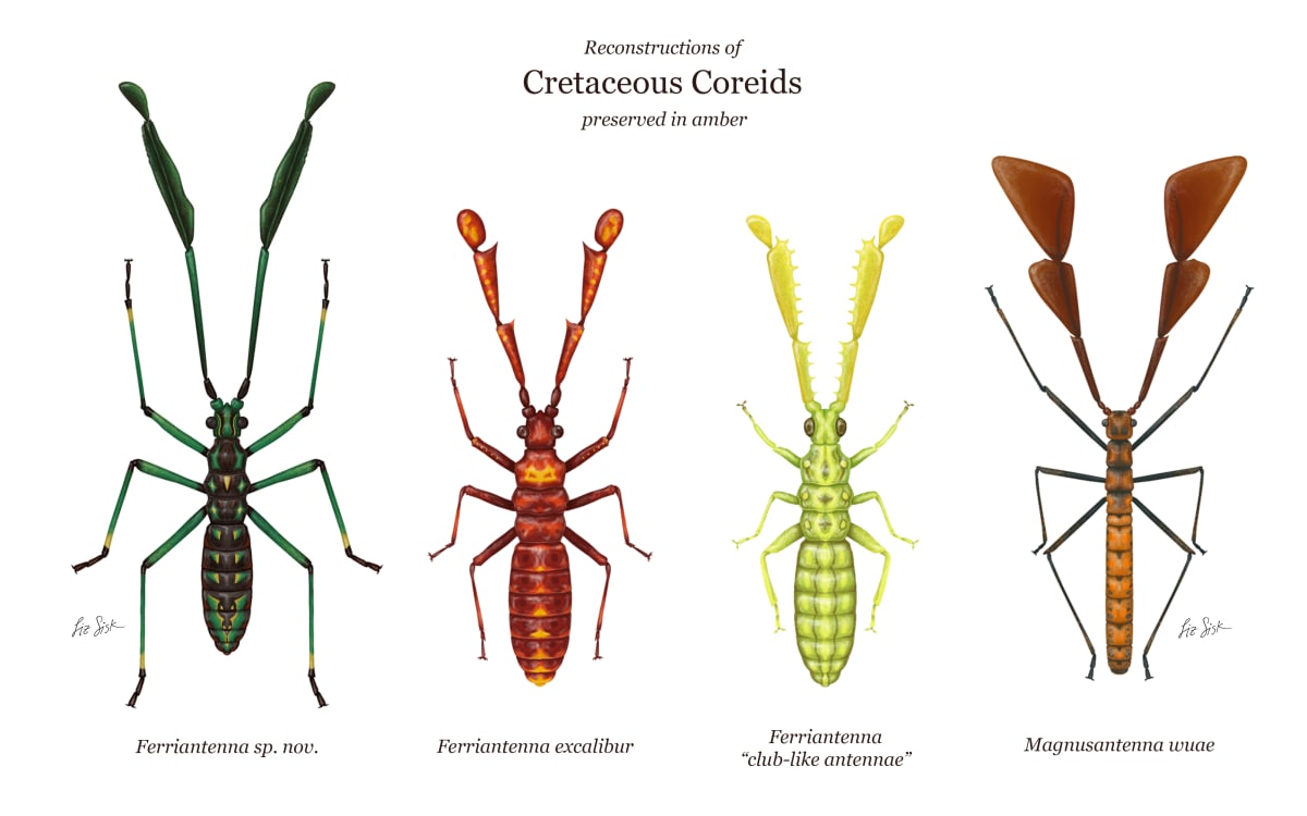 Reconstructions of Cretaceous Coreids Preserved in Amber by Elizabeth Sisk 