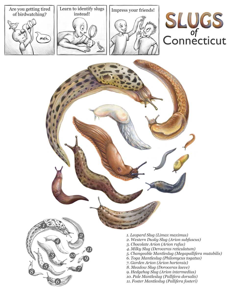 Slugs of Connecticut by Haley Grunloh 