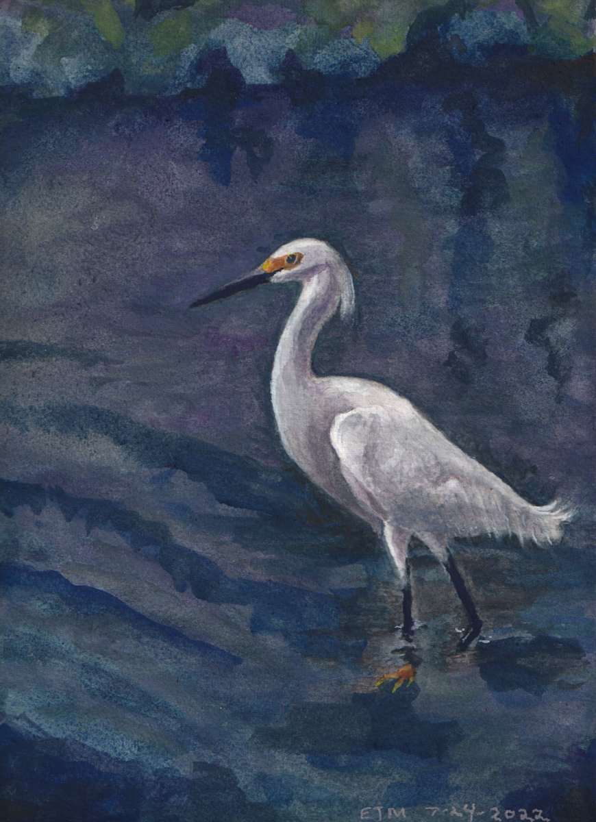 Snowy Egret by Evelyn Maizels 