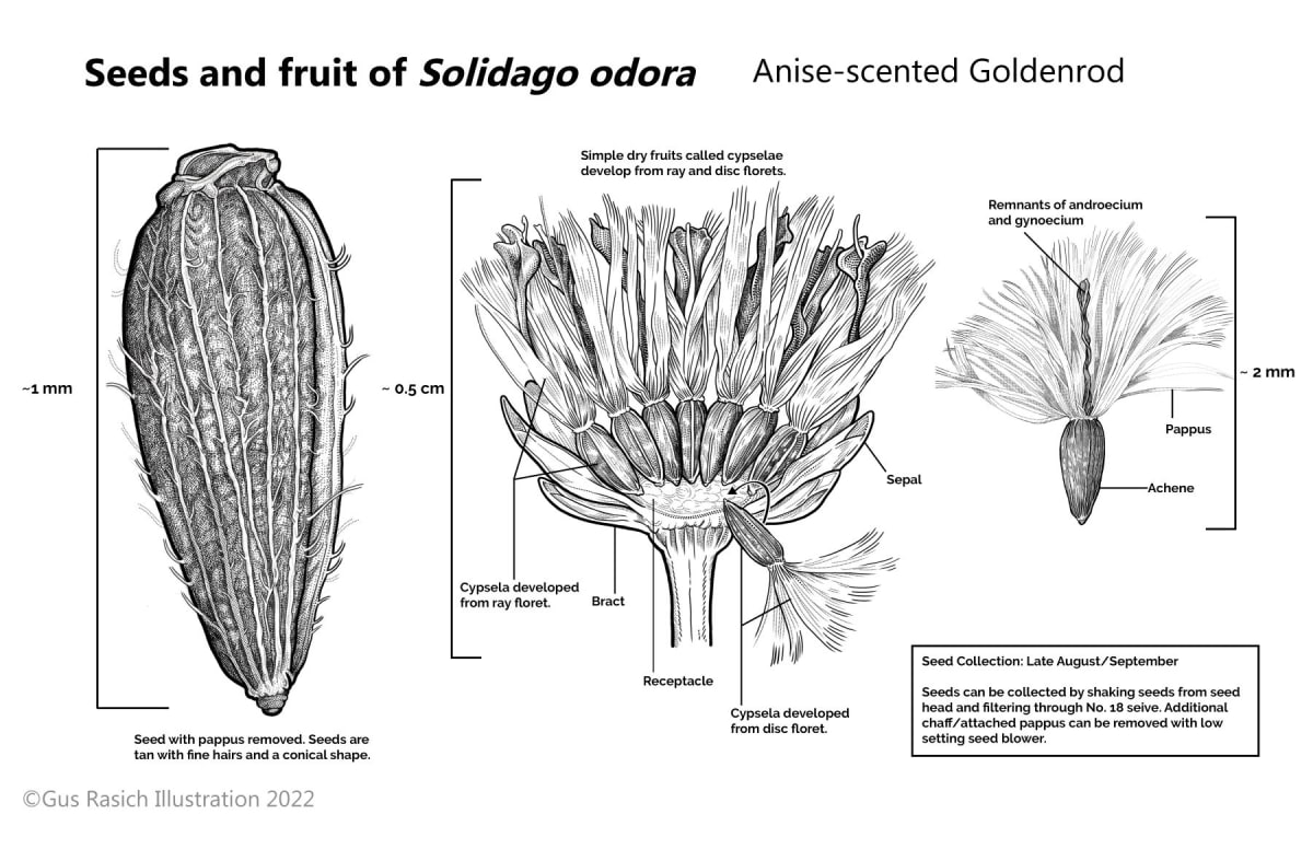 Seeds and Fruit of Solidago Odora by Gus Rasich 