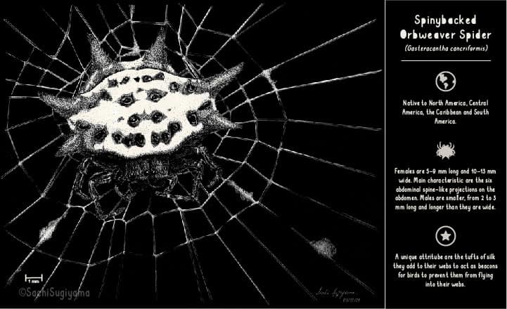 Spinybacked Orbweaver by Sachi Sugiyama 