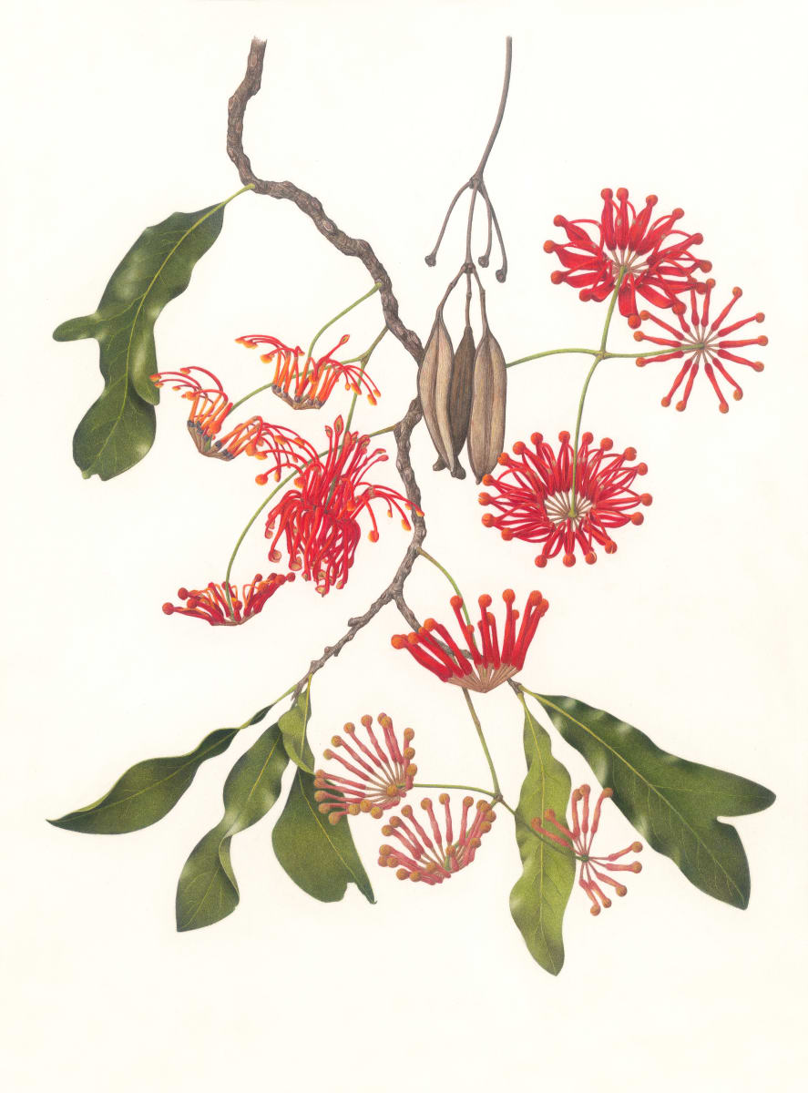 Stenocarpus sinuatus, Firewheel Tree by Melinda Edstein 