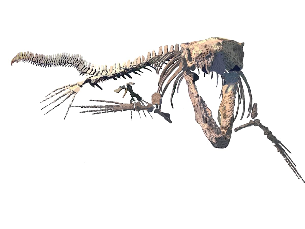 Mosasaur skeleton from the Canadian Fossil Discovery Center by Stevie Morley, Image 2.
