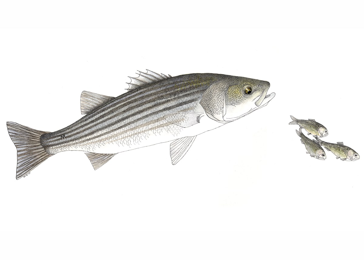 Striped Bass and Atlantic Menhaden by Stephen DiCerbo 