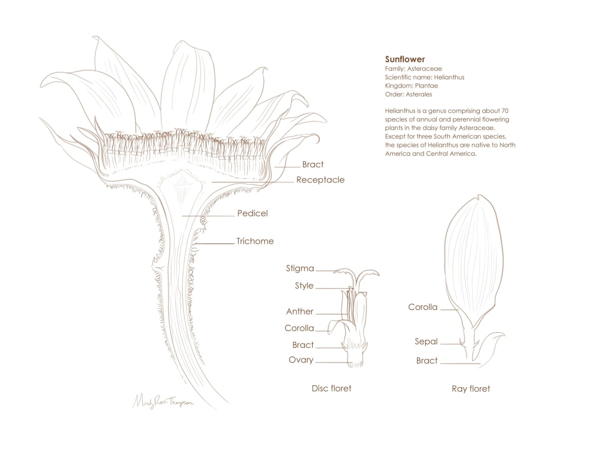 Sunflower cross section by Mandy Root-Thompson 