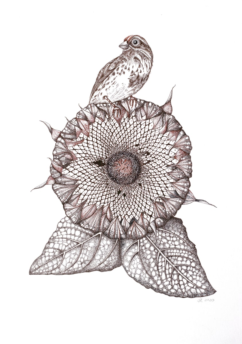 Sunflower Seed Head and Song Sparrow by Deborah Kopka  Image: Animals, Annual, Autumn botanical, Birds, Botanical art, Botanical illustration, Editorial, Fall botanical, Field guide, Gardening, Lifestyle magazine, Newspaper editorial, Pen and ink, Realism, Seeds, Songbirds, Sunflowers