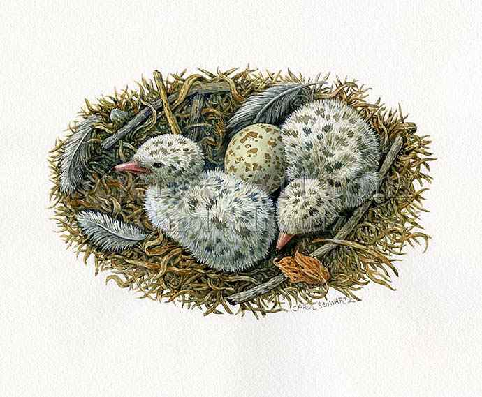 Common Tern Chicks by Carol Schwartz 