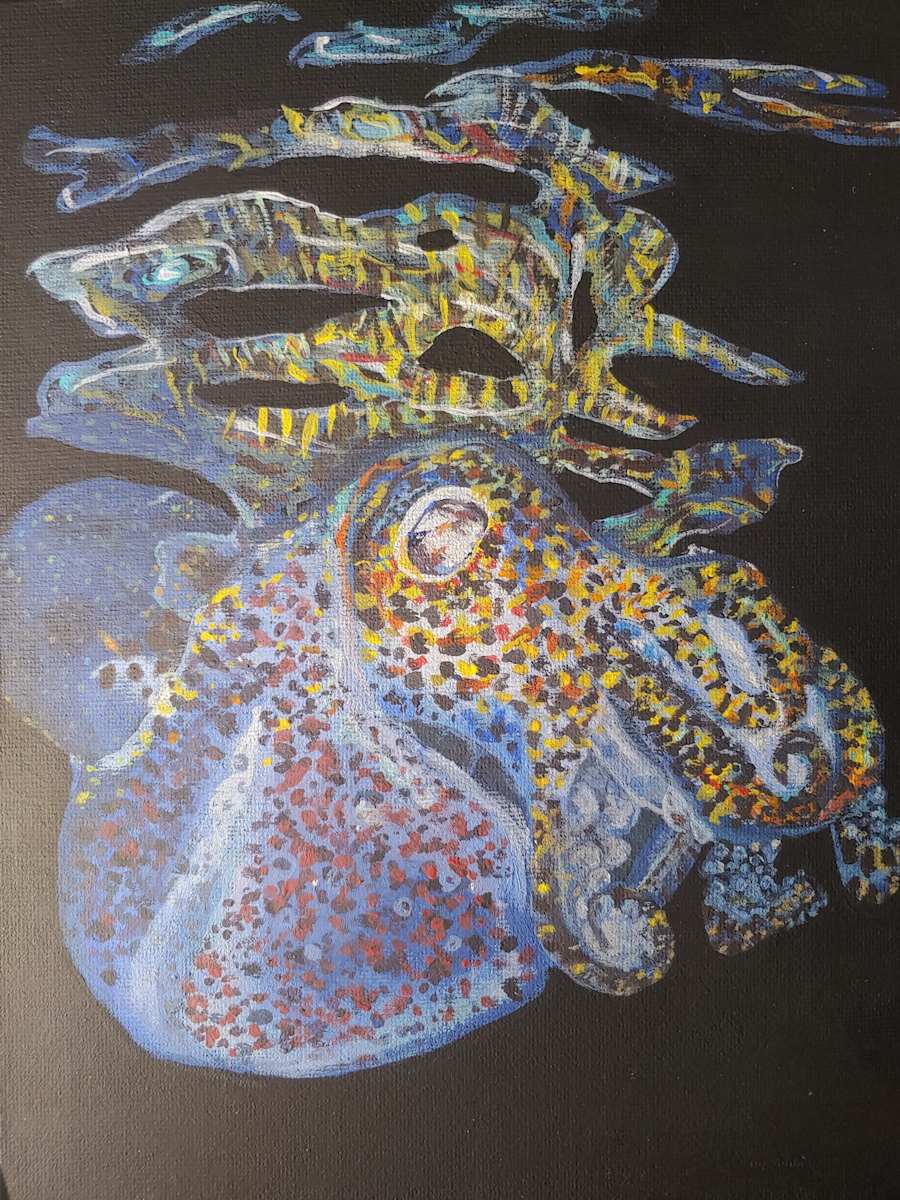Bobtail Squid by Netta Dar, Image 1.