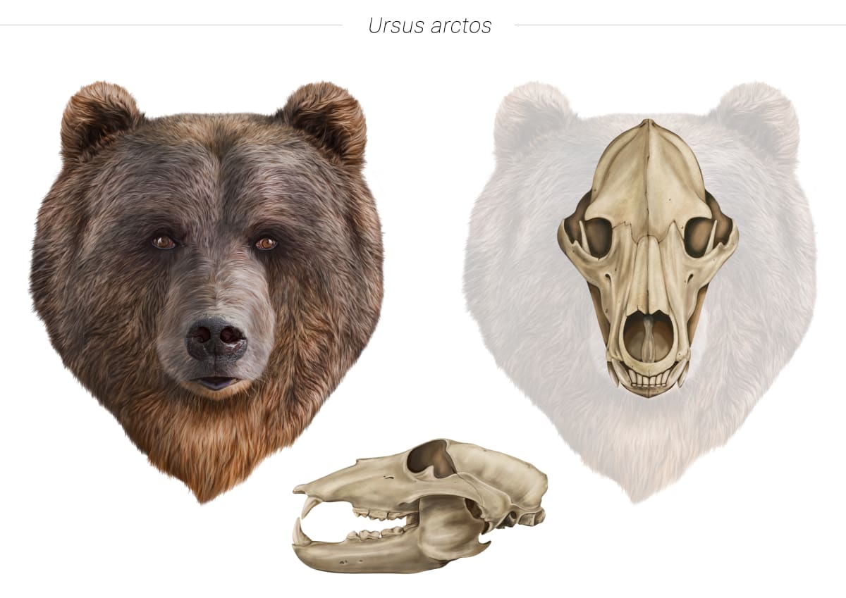 Cranial study of “Ursus Arctos” by David Ranchal 