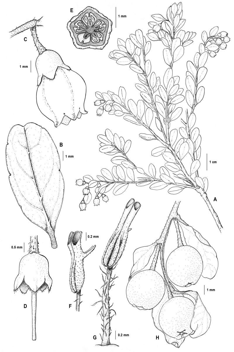 Vaccinium hamiguitanense by Samantha Peters 