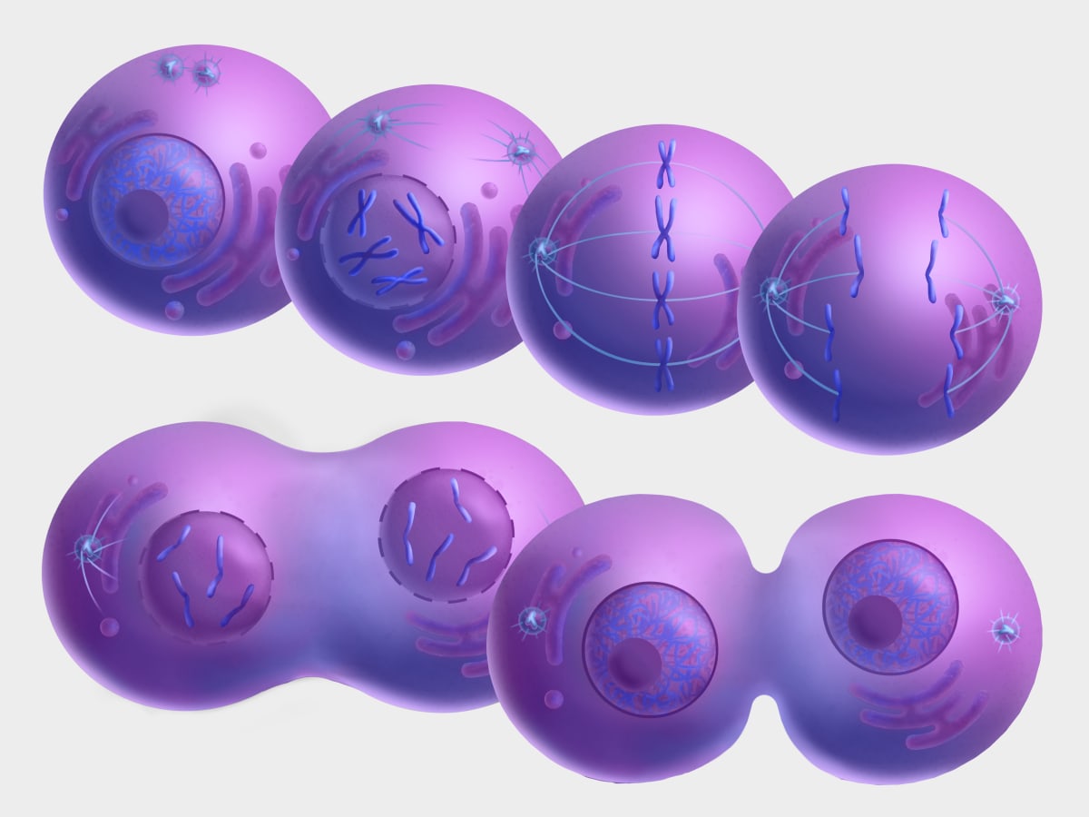 Cell Cycle Mitosis by Caitlin Rausch 