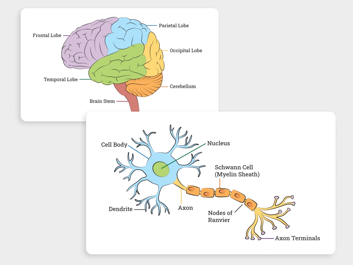 Brain and Neuron Diagrams by Caitlin Rausch 