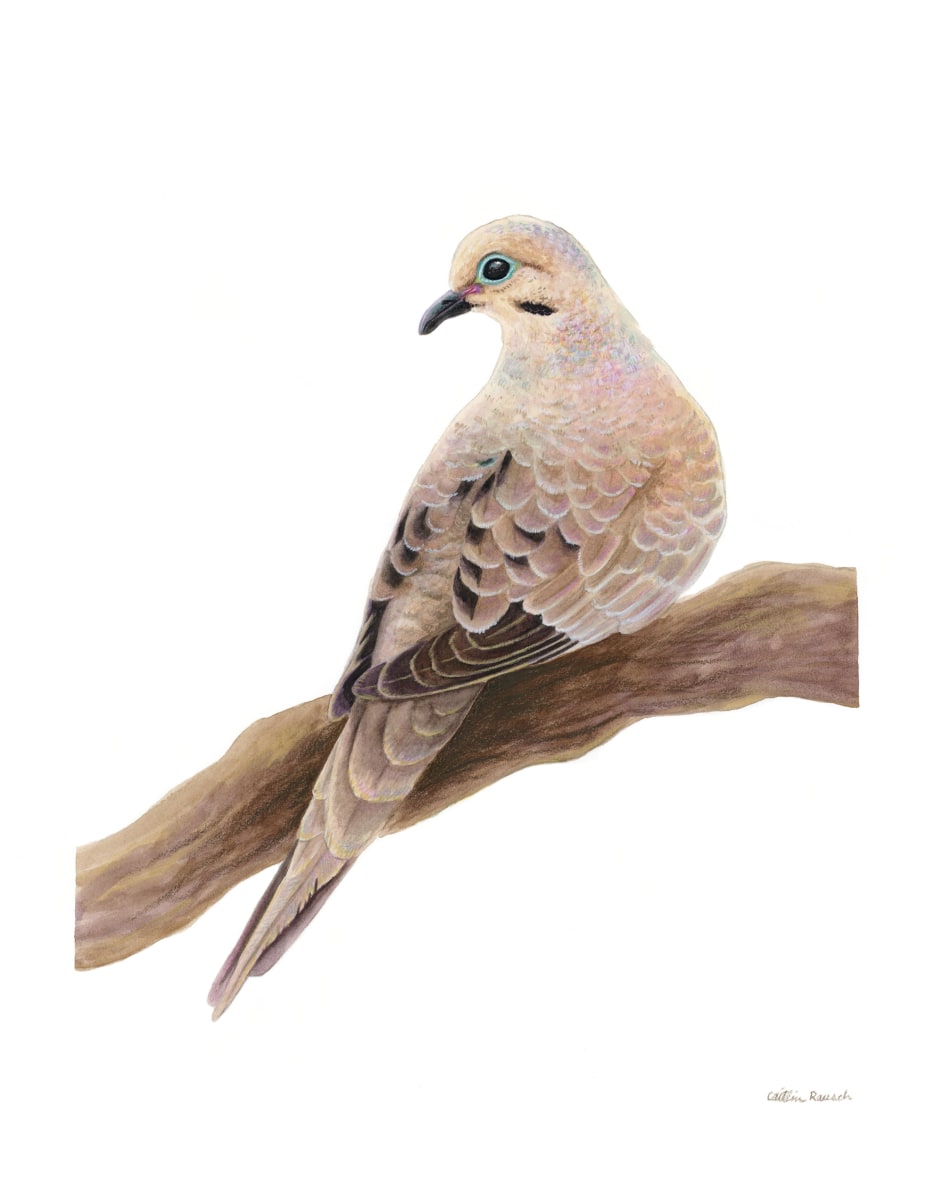 Mourning Dove by Caitlin Rausch 