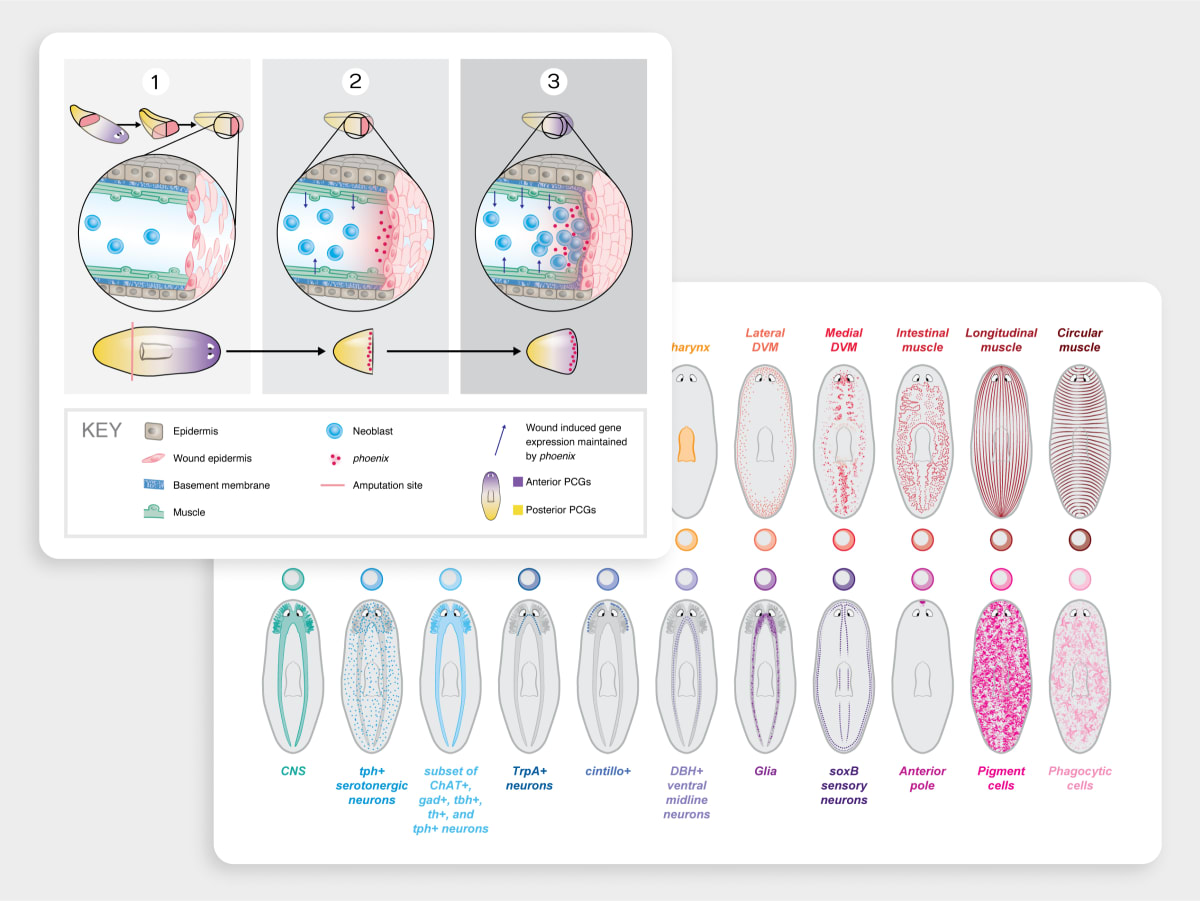 Planarian Figures by Caitlin Rausch 