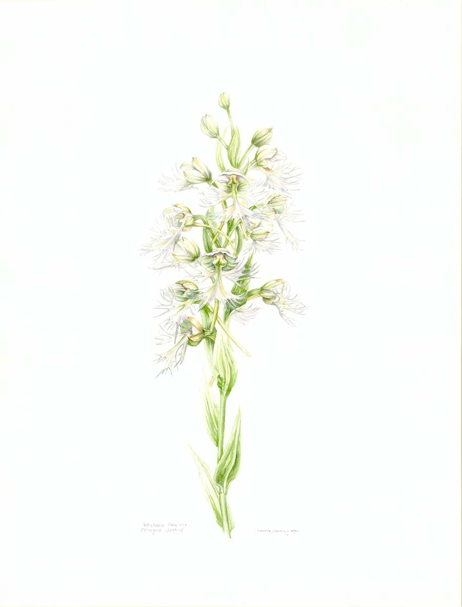 Western Prairie Fringed Orchid by Laurie Crummy 