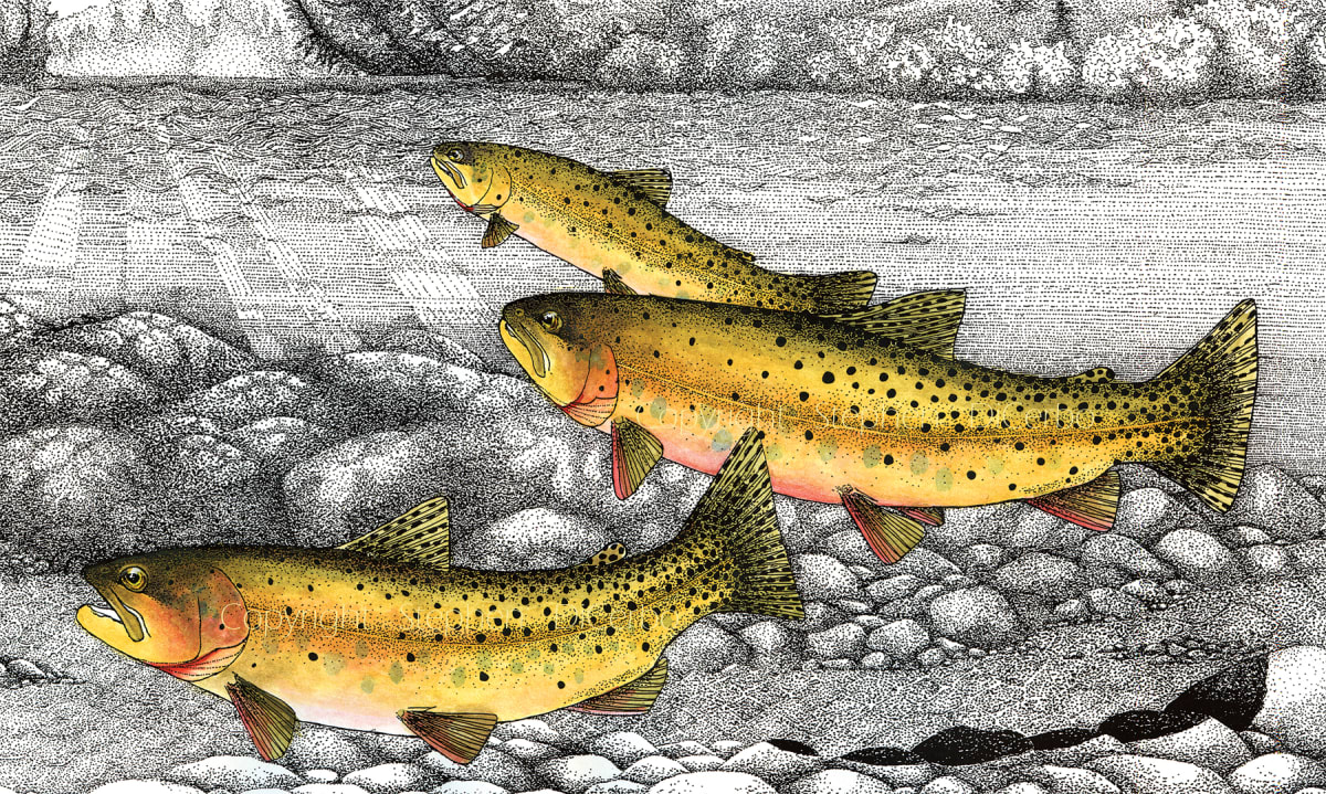 Moving Up - Yellowstone Cutthroat Trout by Stephen DiCerbo 