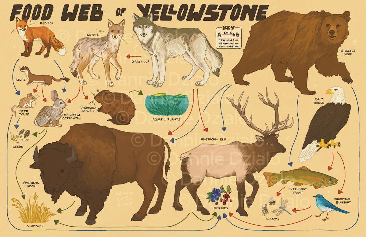 Food Web of Yellowstone by Dannie Dzialo, Image 1.