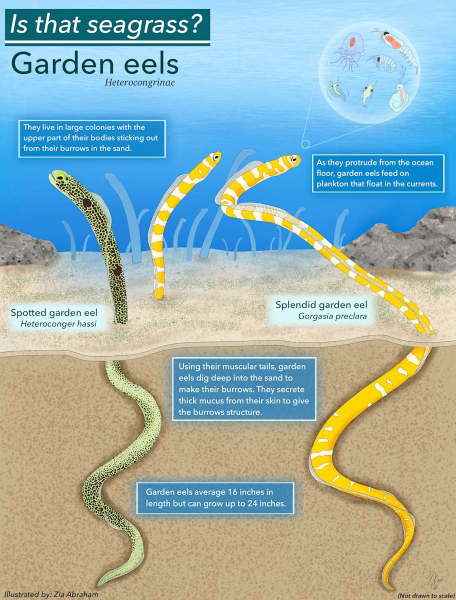 Is that seagrass? by Zia Abraham 