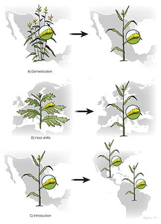 Maize/Teosinte Pest Distribution Strategies by Kelly Finan 