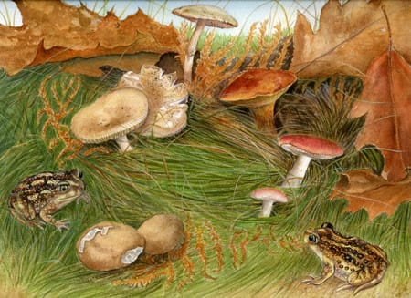 Habitat- Eastern Spadefoot Toad by Dorie Petrochko 