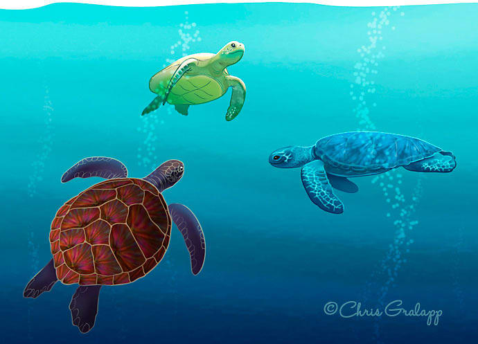 Sea Turtles by Chris Gralapp 