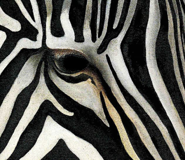 Zebra by Stephen DiCerbo 