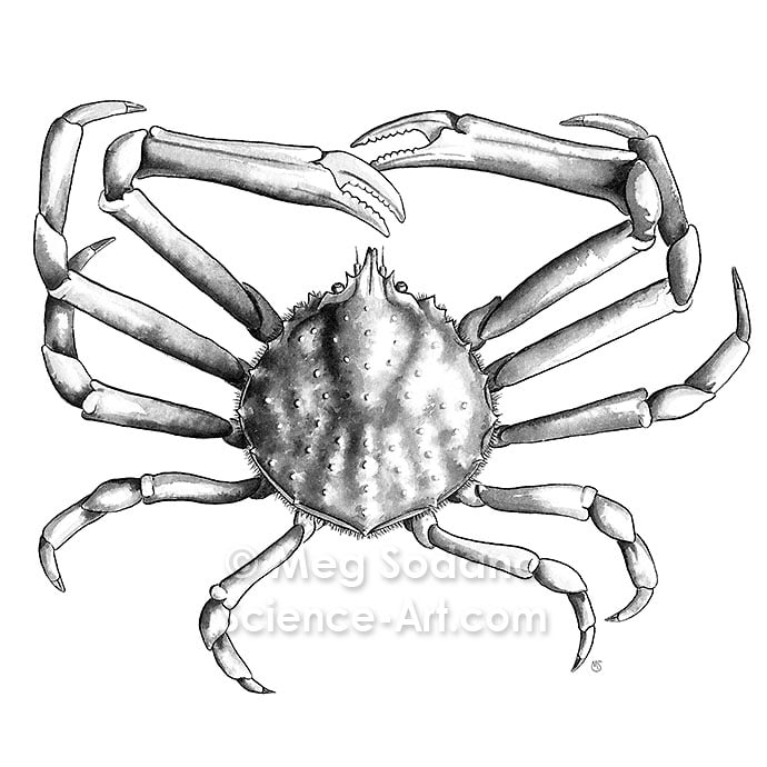 Anatomy of a Common Spider Crab by Meg Sodano 