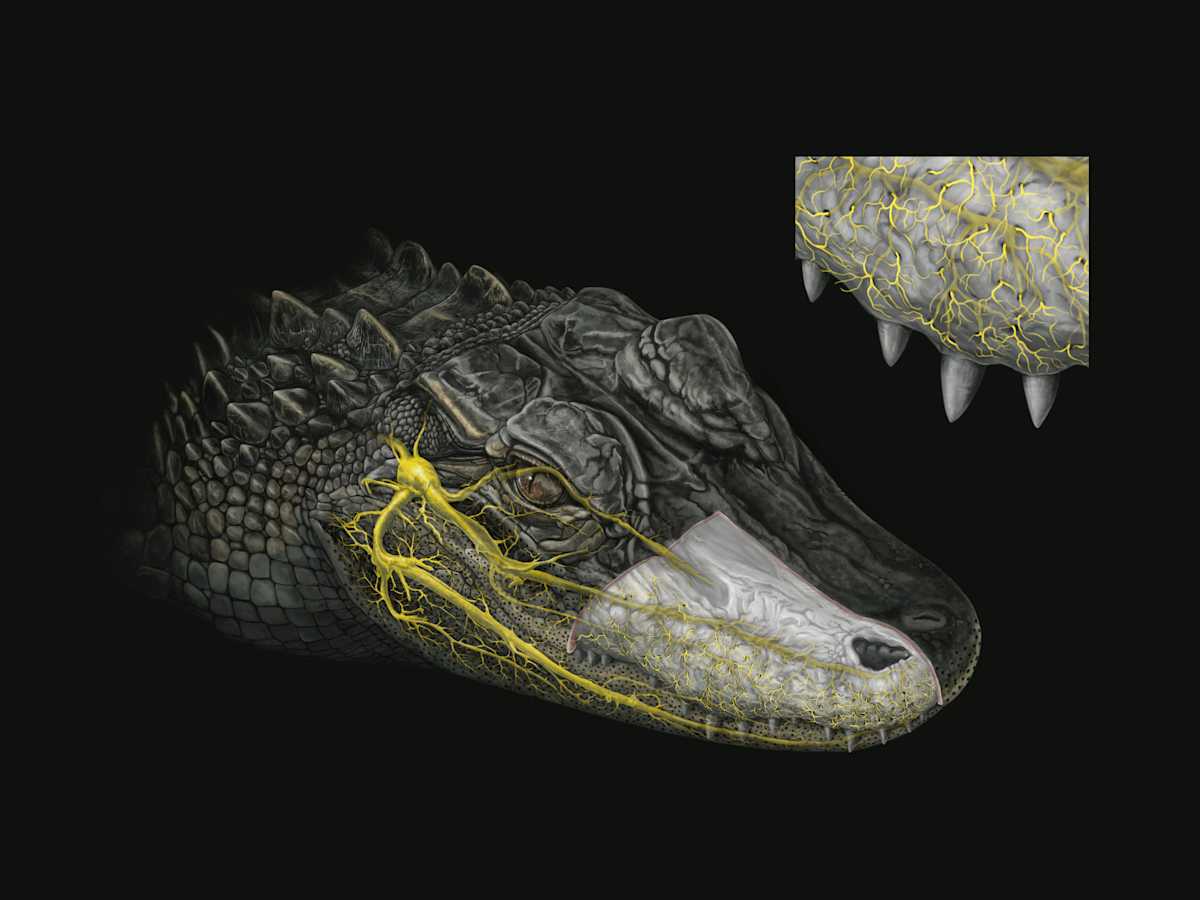 Trigeminal nerves of American alligator by Ken Naganawa 
