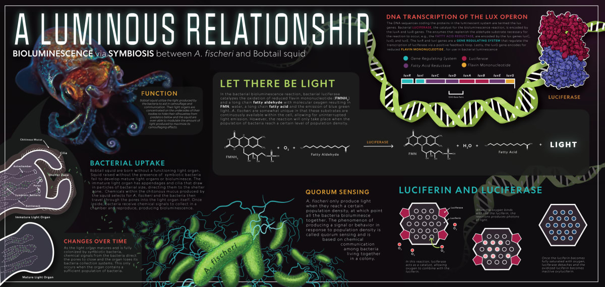 A Luminous Relationship by Alyssa Starrett 