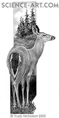 White-tailed Deer (Odocoileus virginianus) by Trudy Nicholson 