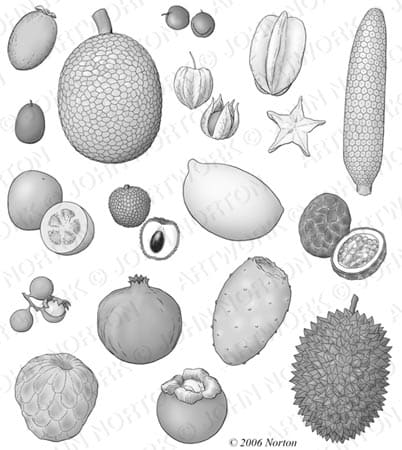 Fruit Illustrations by John Norton 