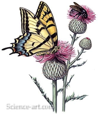 Butterfly and Bee by Rachel Ivanyi, AFC 