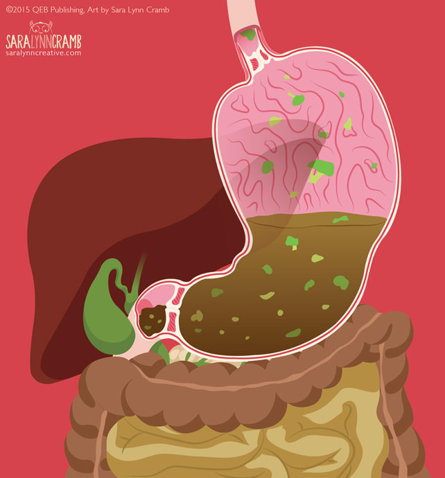 Digestion/Stomach Cross-Section by Sara Cramb 