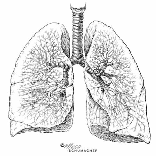 Lung anatomy - bronchi and bronchioles by Mesa Schumacher 