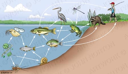Aquatic/Terrestrial Food Web by John Norton 