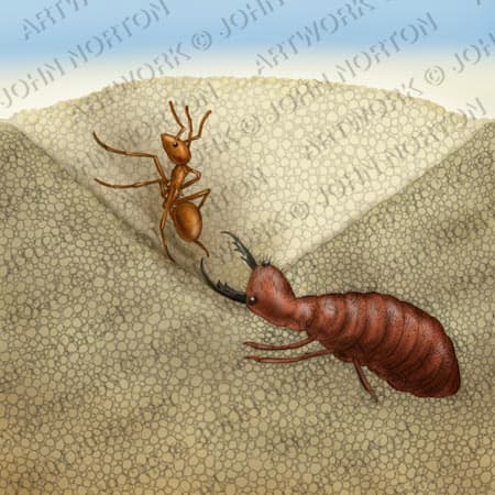 Antlion Capturing Ant by John Norton 