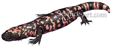 Gila Monster by Rachel Ivanyi, AFC 