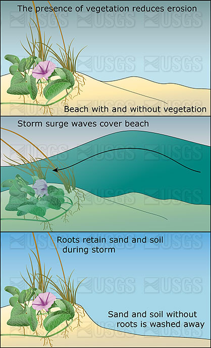 Beach vegetation helps prevent erosion by Betsy Boynton 