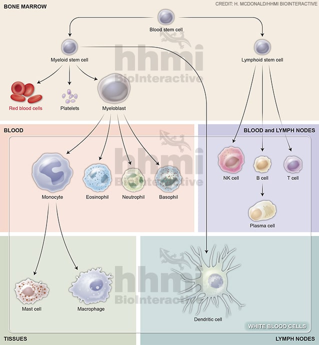 Immune cell development by Heather McDonald 