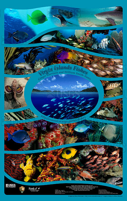 Virgin Islands Fishes by Betsy Boynton 