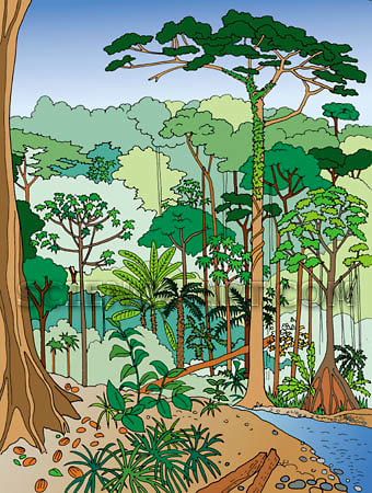 Brazilian Rain Forest Activity Sheet by Marjorie Leggitt 