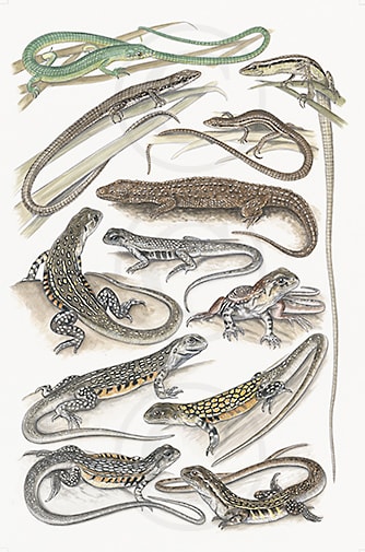 Lacertidae, Lanthanotidae & Leiolepidae by Rachel Ivanyi, AFC 