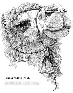 Camel by Gail Guth 