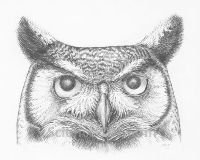 Great Horned Owl by Margaret Garrison 