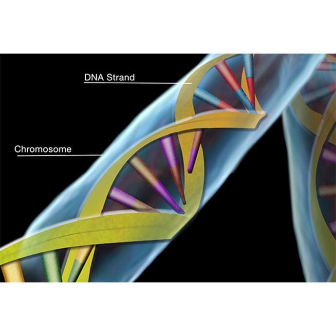 DNA by Nicoletta Barolini 