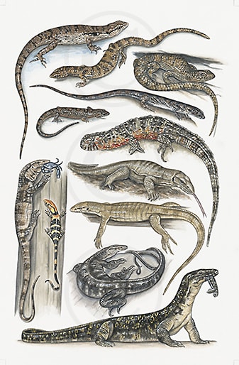 Scincidae, Shinisauridae & Varanidae by Rachel Ivanyi, AFC 