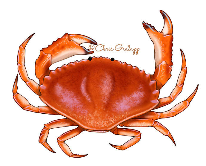 Dungeness crab by Chris Gralapp 