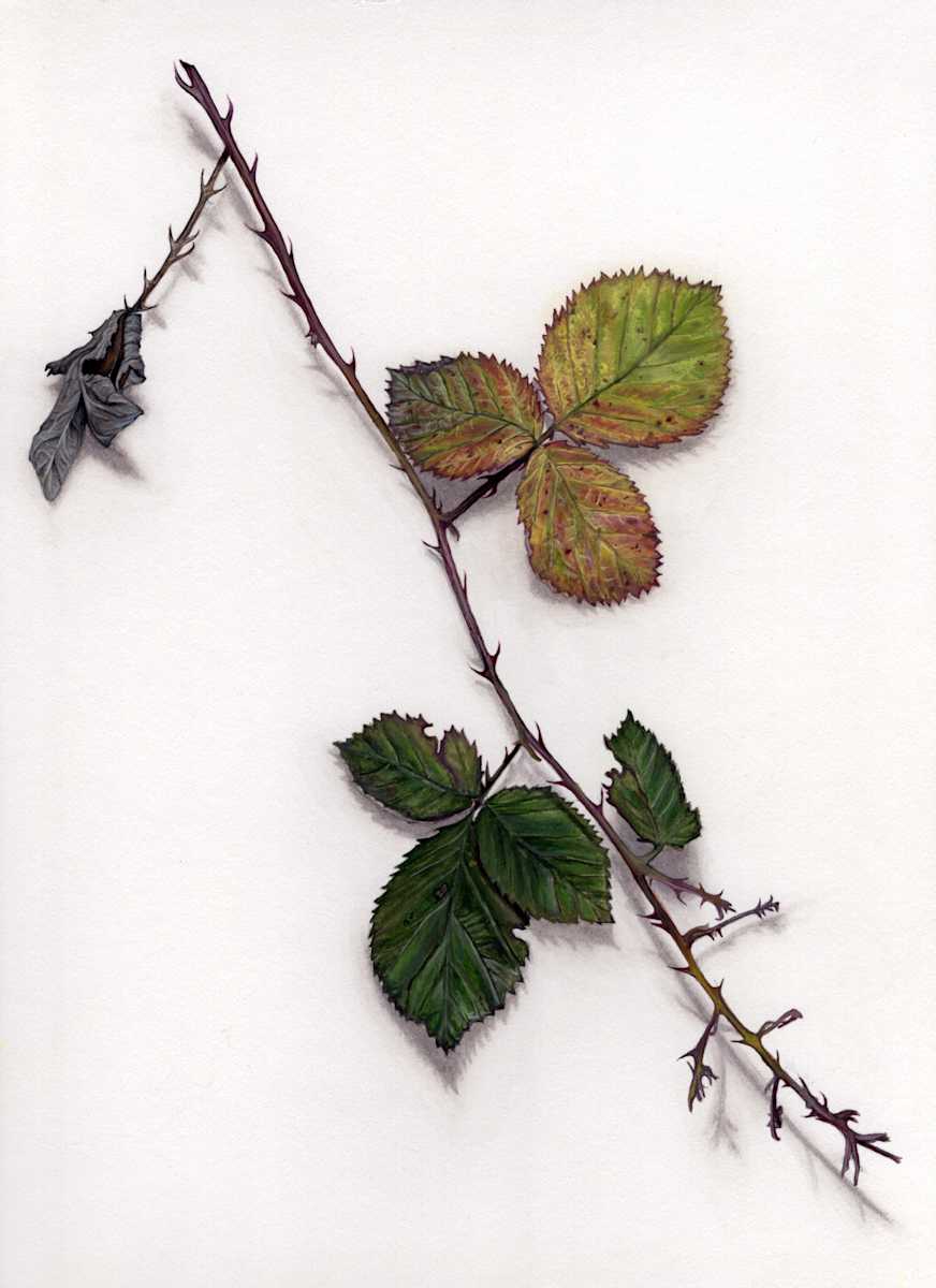 Blackberry Vine by Bridget Bailey 