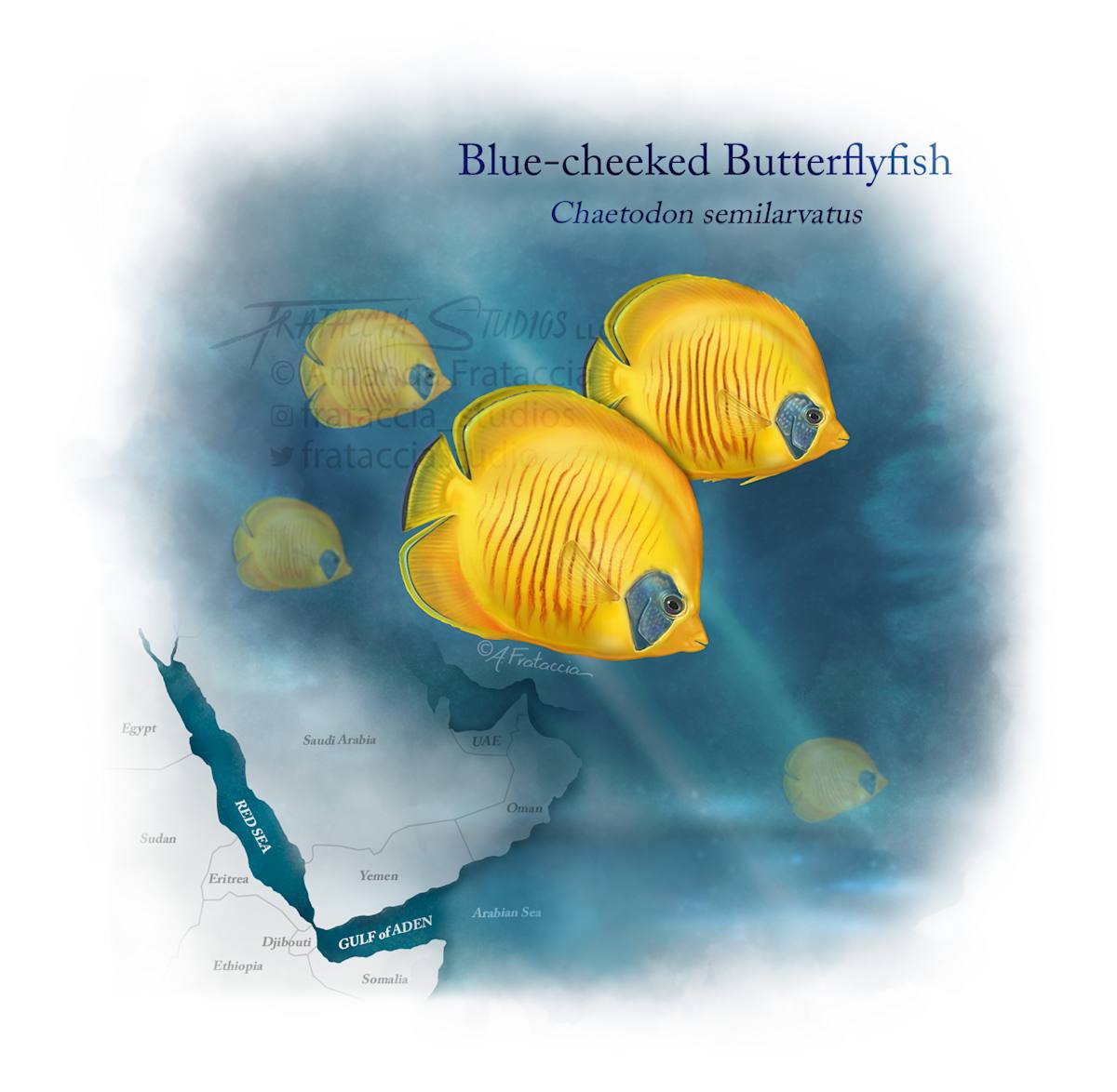 Blue-cheeked Butterflyfish by Amanda Frataccia 